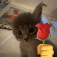 a kitten is holding a red rose with a yellow fist in front of it