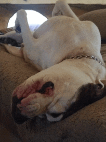 a white dog laying on its back on a bed