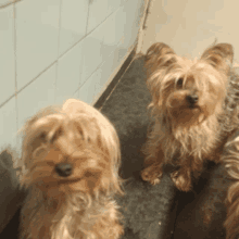 two small dogs are sitting next to each other in front of a tiled wall