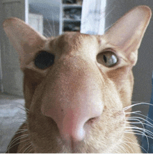 a close up of a cat 's face with a very large nose