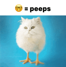 a picture of a cat and a chicken with a caption that says " peeps "