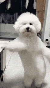 a small white dog is standing on its hind legs and looking at the camera