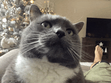 a gray and white cat laying on a couch with a christmas tree in the background