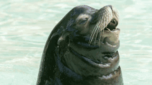 a seal with its mouth open is swimming in a pool