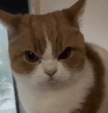 a close up of a brown and white cat with a very angry look on its face .