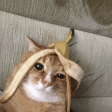 a cat with a banana peel on its head looks at the camera