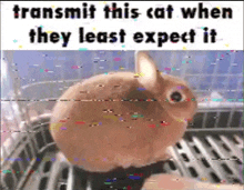 a rabbit is sitting in a cage with the words transmit this cat when they least expect it