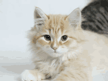 a close up of a fluffy orange and white kitten