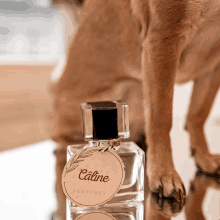 a bottle of caline perfumes sits on a table