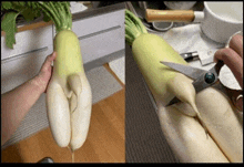 a person is cutting a radish with scissors and it looks like a woman 's legs