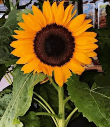 a sunflower is surrounded by green leaves and has a black center