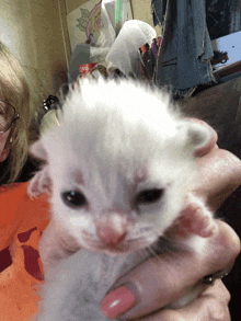 a woman holds a small white kitten in her hands with a coca cola bag in the background