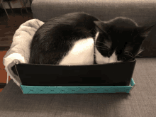 a black and white cat sleeping in a blue box