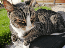 a cat laying on a person 's lap looking at the camera