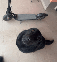 a black dog is looking at the camera in front of a scooter