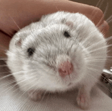 a close up of a white hamster looking at the camera while being held by a person .