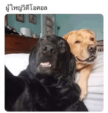 a black dog and a yellow dog are taking a selfie on a bed .