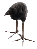 a black bird with long legs and a white head stands on a white background