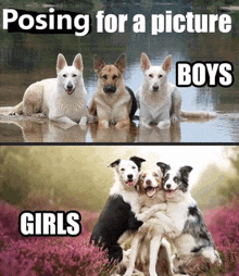 four dogs posing for a picture with the caption posing for a picture boys