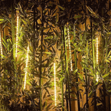 a row of bamboo trees with lights on them