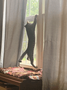 a cat is standing on its hind legs in a window sill