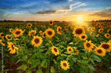 a field of sunflowers at sunset with the sun shining through the clouds