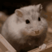 a white hamster is sitting on top of a wooden shelf .