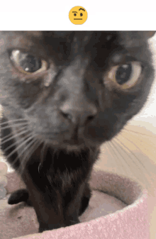 a close up of a black cat 's face with a smiley face above it