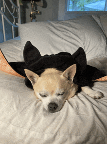 a small dog laying on a bed wearing a black bat costume