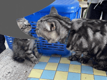 a cat and kitten are looking at each other in a blue basket