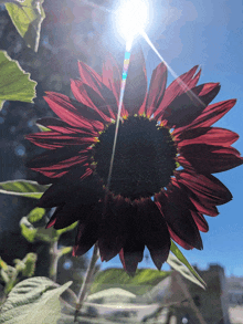 the sun is shining through the petals of a red flower