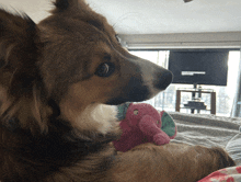 a brown and white dog with a stuffed elephant in its mouth