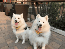 two white dogs sitting next to each other on a brick walkway