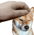 a person is petting a shiba inu dog 's head with their hand .