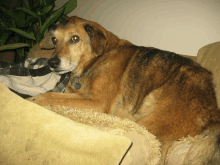 a brown dog laying on a couch with a blanket