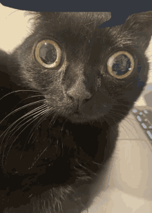 a close up of a black cat 's face with big yellow eyes