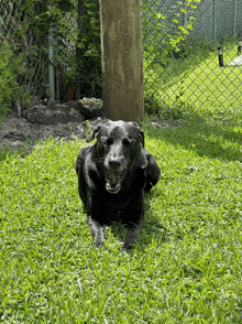 a black dog is laying in the grass and yawning