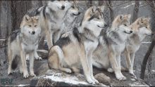 a group of wolves are standing and sitting on a rock in the snow .