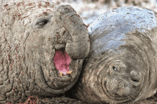 two seals are laying next to each other with one yawning