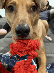 a close up of a brown dog chewing on a red rope toy