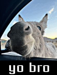 a donkey sticking its head out of a car window with yo bro written on the bottom