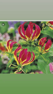 a picture of flowers with the words " good morning baby " on the bottom