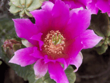 a close up of a purple flower with a green center