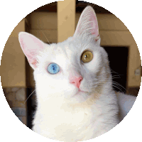 a white cat with blue and brown eyes is looking at the camera