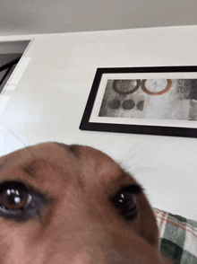 a close up of a dog 's face in front of a framed picture on the wall