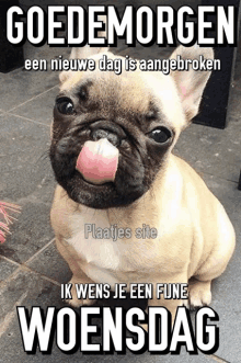 a french bulldog sticking its tongue out with a caption that says woensdag