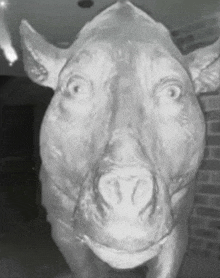 a black and white photo of a statue of a pig with a brick wall in the background .