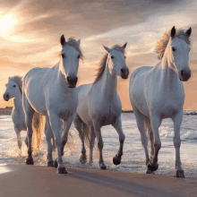 a herd of white horses are running on a beach