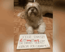 a dog laying on the floor next to a sign that says feliz dia dr daniel bueno