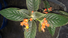 a plant with green leaves and red flowers